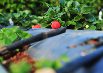 Cooperativas apostam em tecnologias para inovar no agro