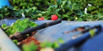 Cooperativas apostam em tecnologias para inovar no agro