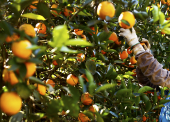 Com o suporte de cooperativa, citricultor garante alta produtividade em pequena área