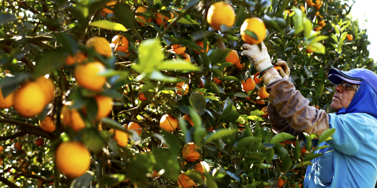 Com o suporte de cooperativa, citricultor garante alta produtividade em pequena área