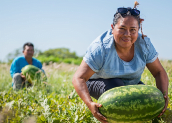 Iniciativa reúne 52 cooperativas da agricultura familiar em rede de intercooperação