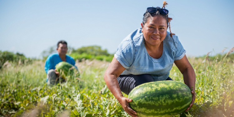 Iniciativa reúne 52 cooperativas da agricultura familiar em rede de intercooperação