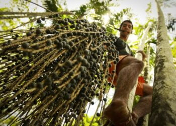 Cooperativa alia recuperação da floresta amazônica com cultivo de frutos nativos