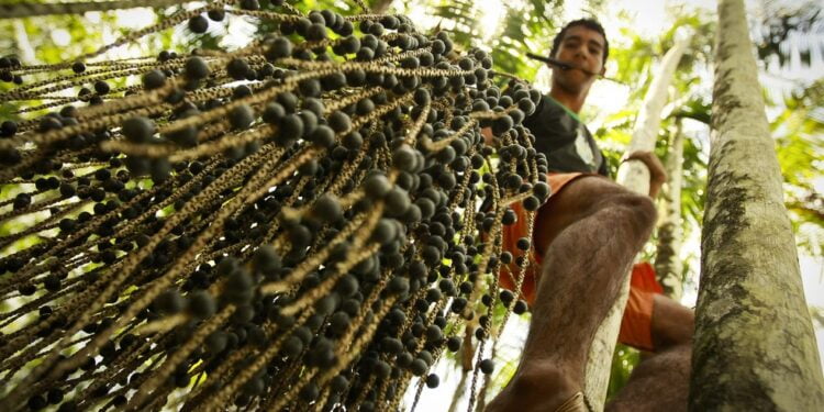 Cooperativa alia recuperação da floresta amazônica com cultivo de frutos nativos