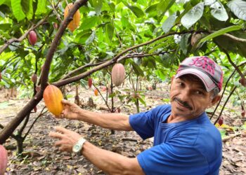 Comissão aprova concessão de selos de cultivo sustentável a cooperativas de cacau