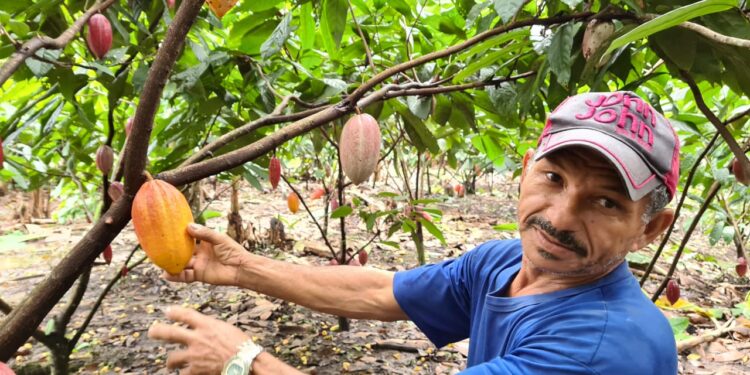 Comissão aprova concessão de selos de cultivo sustentável a cooperativas de cacau