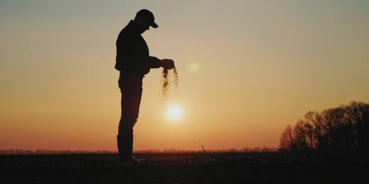 Agricultura intensiva e extensiva: diferenças entre os conceitos