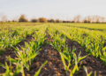 Cooperativa é pioneira em prática que irá inovar a agricultura na América Latina