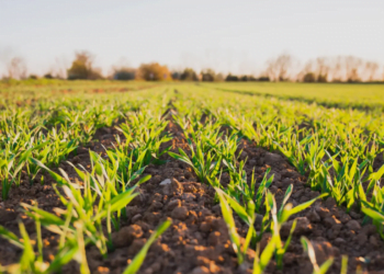 Cooperativa é pioneira em prática que irá inovar a agricultura na América Latina