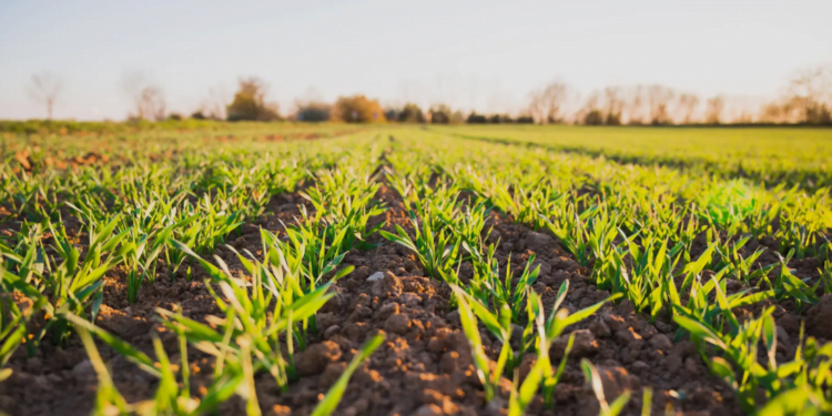 Cooperativa é pioneira em prática que irá inovar a agricultura na América Latina