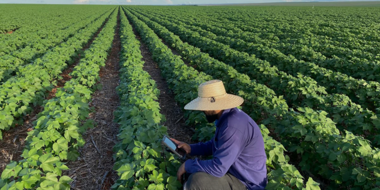 Cooperativas e agroindústrias devem pedir revisão do PRR do Funrural