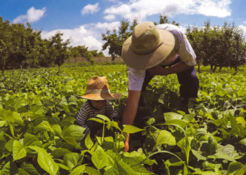 Intercâmbio entre cooperativas do RS e SC busca fortalecimento da agricultura familiar