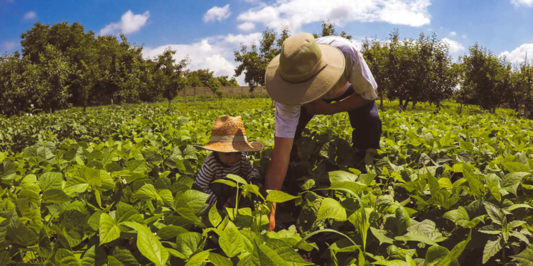 Intercâmbio entre cooperativas do RS e SC busca fortalecimento da agricultura familiar