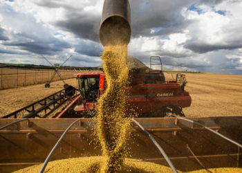 Cooperativismo atua como propulsor de exportações agrícolas