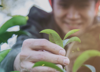 Cooperativas apoiam estrutura global para promover a agricultura regenerativa