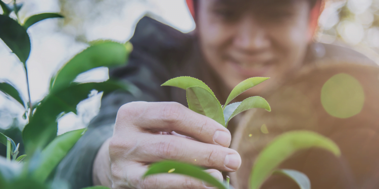 Cooperativas apoiam estrutura global para promover a agricultura regenerativa