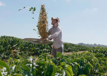 Cafés especiais de cooperativa é a única do Brasil a ter selo de regulamentação da ABIC e BSCA