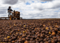 Cooperativa fica entre as 100 maiores do Agro 2023 da Forbes