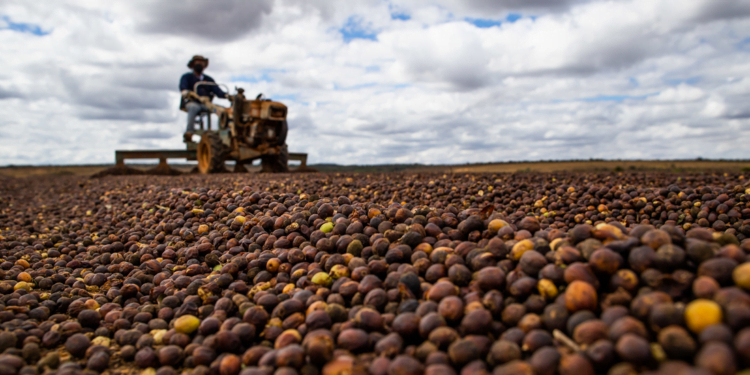 Cooperativa fica entre as 100 maiores do Agro 2023 da Forbes