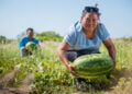 Iniciativa inédita reúne 52 cooperativas da agricultura familiar em rede de intercooperação