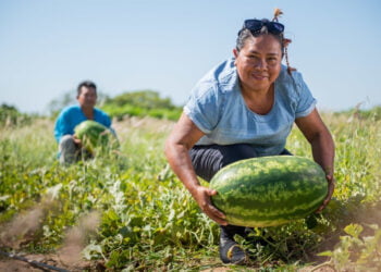 Iniciativa inédita reúne 52 cooperativas da agricultura familiar em rede de intercooperação