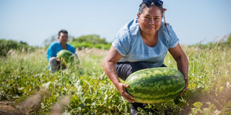 Iniciativa inédita reúne 52 cooperativas da agricultura familiar em rede de intercooperação