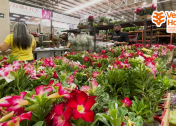 Cooperativa de flores e plantas divulga nova marca  