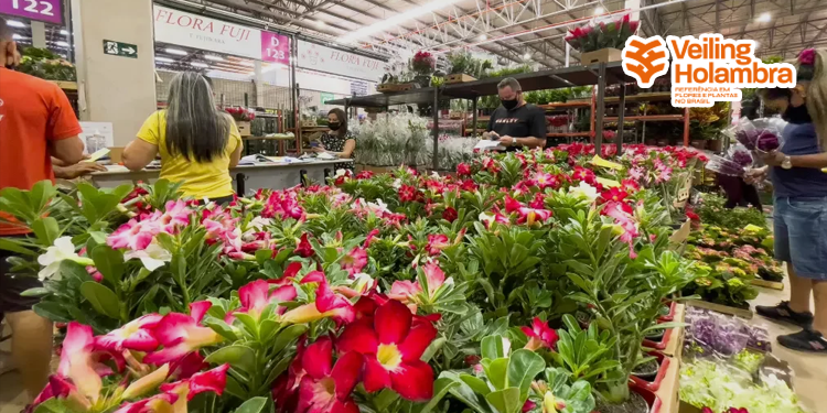 Cooperativa de flores e plantas divulga nova marca  