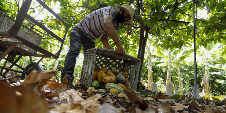 Cooperativas da agricultura familiar contribuem para o combate à insegurança alimentar em Alagoas