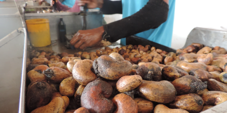 Cooperativa se torna referência mundial na produção sustentável de castanhas