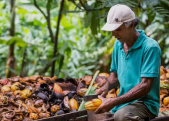 Cooperativas integram rede de estímulo à alimentação agroecológica