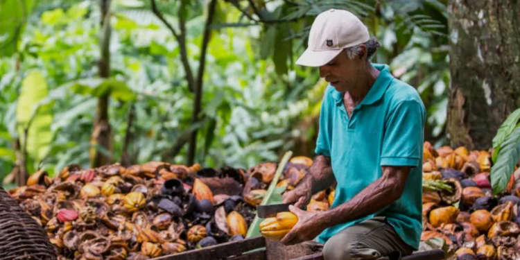 Cooperativas integram rede de estímulo à alimentação agroecológica