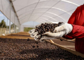 Cooperativismo lidera discussões sobre produção sustentável de café no país