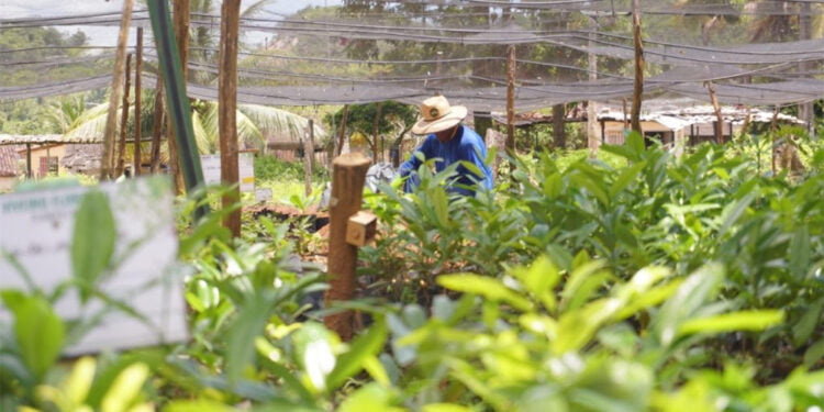 Bioeconomia: cooperativa mostra por que ser sustentável traz benefícios para todos