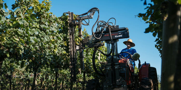 Vitis Aurora ocorre entre os dias 7 e 9 de maio, na unidade da cooperativa em Pinto Bandeira, na Serra Gaúcha. 
Crédito: Anderson Pagani/Coop. Vinícola Aurora, divulgação