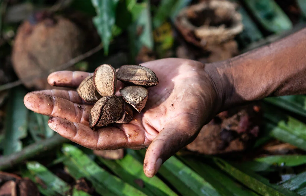 A força do cooperativismo na Amazônia legal 4 A força do cooperativismo na Amazônia legal