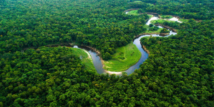 A força do cooperativismo na Amazônia legal