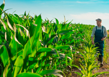 Ministério da Agricultura estuda nova linha de crédito para cooperativas com BNDES