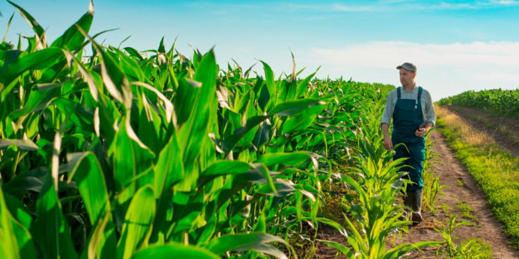 Ministério da Agricultura estuda nova linha de crédito para cooperativas com BNDES