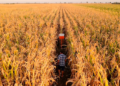 Conab indica colheita da safrinha em 1,1% e destaca queda de produtividade