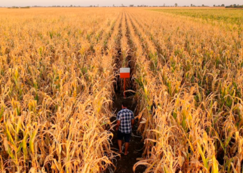 Conab indica colheita da safrinha em 1,1% e destaca queda de produtividade