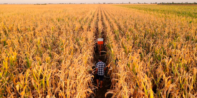 Conab indica colheita da safrinha em 1,1% e destaca queda de produtividade