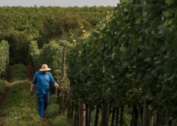 Programa de Boas Práticas Agrícolas (BPA) da Aurora promove capacitações, orientações e inspeções dos 1,1 mil viticultores cooperados, em 11 municípios da Serra Gaúcha. Crédito: Anderson Pagani/Coop. Vinícola Aurora