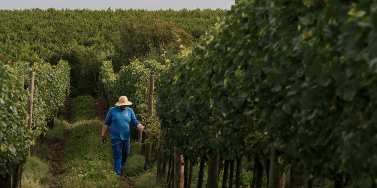 Programa de Boas Práticas Agrícolas (BPA) da Aurora promove capacitações, orientações e inspeções dos 1,1 mil viticultores cooperados, em 11 municípios da Serra Gaúcha. Crédito: Anderson Pagani/Coop. Vinícola Aurora