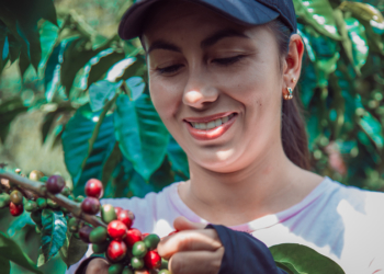 Cafeicultores de cooperativa mineira são os primeiros do mundo a receber selo de baixo carbono