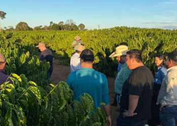 Crescimento da cadeia produtiva do café de Rondônia é destacado por cooperativa de Minas Gerais