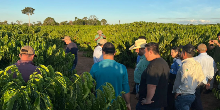 Crescimento da cadeia produtiva do café de Rondônia é destacado por cooperativa de Minas Gerais