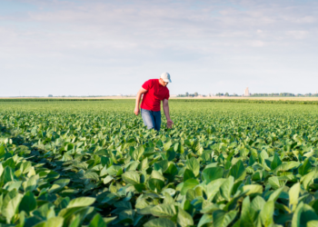 Panorama Coop: Qual o impacto do clima nos resultados do produtor rural?