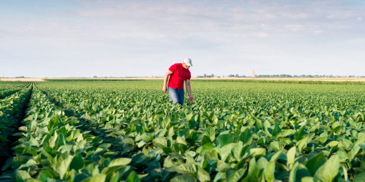 Panorama Coop: Qual o impacto do clima nos resultados do produtor rural?