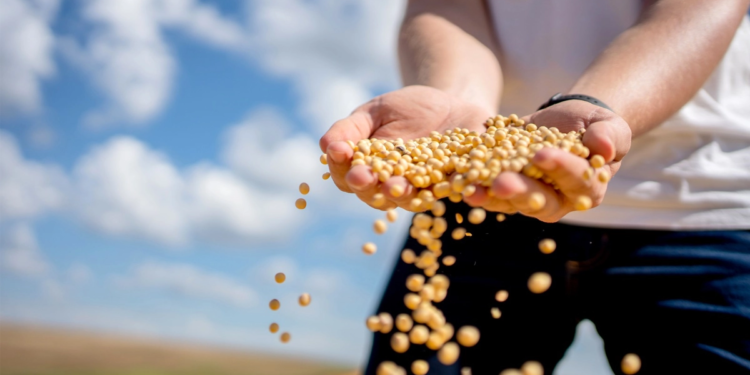 Cooperativismo agro cresce e se firma como pilar da economia brasileira